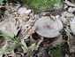 Gyöngyös tejelőgomba (Lactarius circellatus), Budai-hegység